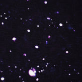 Kombistoff French Terry Thorsten Berger X - mas Vibes - Schöne Bescherung - Stoffmeisterei